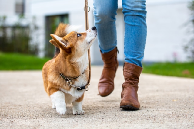 dog training: corgi puppy on a leash from a woman-290